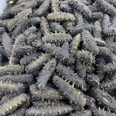 【海参工厂】淡干海参批发辽刺参干货厂家干制海参一件代发