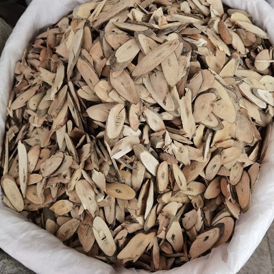 中药南板蓝根 南板蓝 南板蓝粒 南板蓝片 广西南板蓝养生佳品