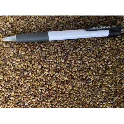 中药材草决明 马蹄决明 钝叶决明 假绿豆 量大从优