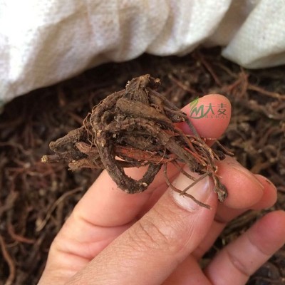 云南文山丘北野丹参可磨丹参粉 切丹参片 丹参茶 发汗野紫丹参片