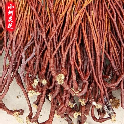 散装灵芝草 原产地自产自销 灵芝草 鹿茸灵芝草