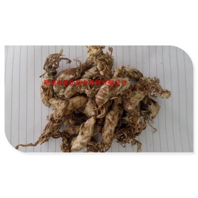 中药材批发 金蝉花 蝉蛹草 金蚕花虫草 知了土蝉花