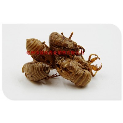 批发中药材 蝉蜕 知了皮 蝉衣 水洗虫蜕 散装