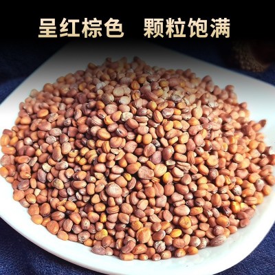厂家直销莱菔子中药材生莱菔子莱菔子白萝卜籽种子莱菔子茶泡水