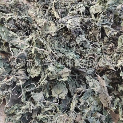 批发供应优质农产品中药材茶包原料纯荨麻叶各种尺寸荨麻叶颗粒