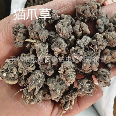 供应猫爪草 小毛茛 猫抓草干货