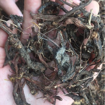 云南文山紫丹参 红丹参批发丹参茶 可磨细粉