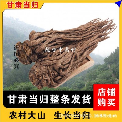 甘肃岷县当归自然晒干味浓大当归产地批发当年新当归药味浓