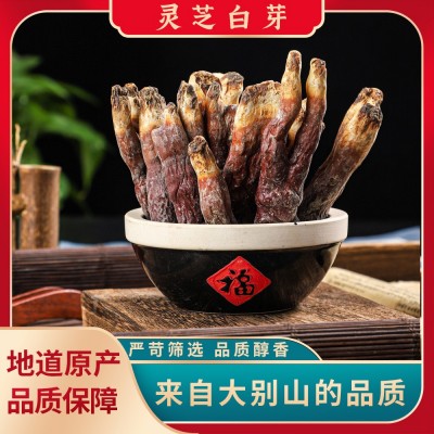 产地直供大别山灵芝白芽 基地当季新货灵芝48小时发货