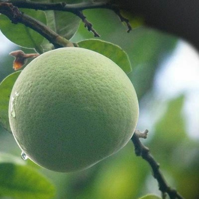 工厂直供化州橘红长条压果批发精选散装正宗橘红 陈年毛化橘