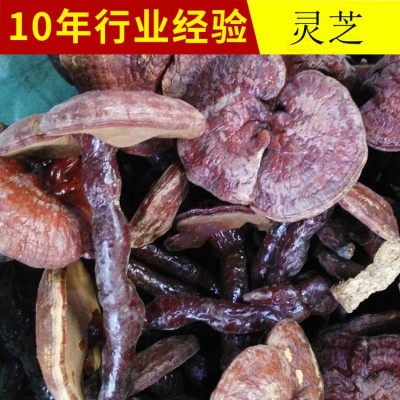 批发大货干灵芝 山东基地直供灵芝片 赤灵芝 规格齐全 量大从优