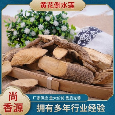 尚香源黄花倒水莲黄花远志鸡仔树倒吊黄根观音串根黄花参