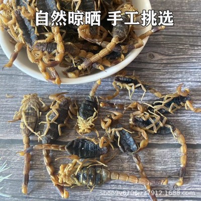 中药材全蝎干清水蝎子全虫无盐现货散装全蝎子泡酒可食用