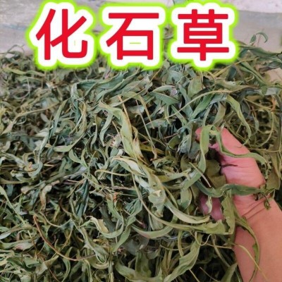 东北长白山黄金草肾精草肾精茶化石草肾经草石韦