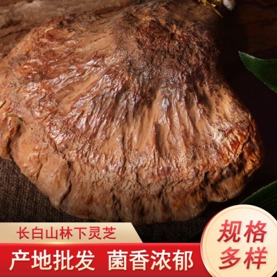 林下灵芝长白山半野升灵芝椴木赤灵芝整支紫林芝吉林木灵芝孢子粉