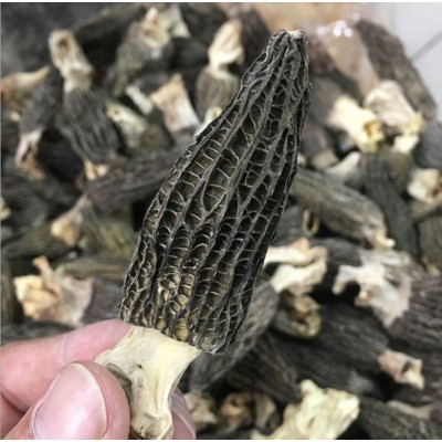 羊肚菌干货云南羊肚菌散装食用头茬野外生羊肚菌干货大量批发