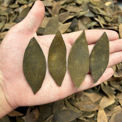 现货供应 正毛化州化橘红果皮饮片 果皮薄绒毛丰盈大量现货