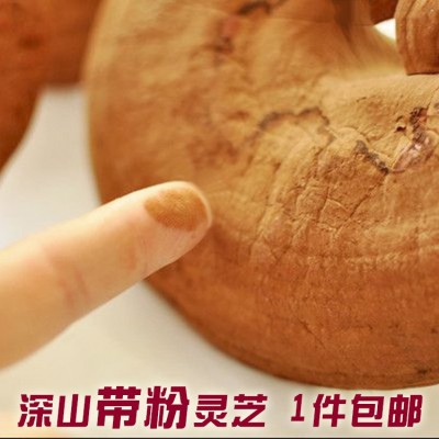 长白山灵芝带孢子粉东北赤灵芝长白山深山赤灵芝泡酒灵芝批发