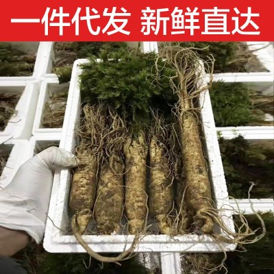 【参坏包赔】新鲜人参现挖现卖长白山人参吉林鲜参东北带土鲜人参