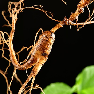 新鲜林下参 18年长白山野生人参野山参野人参东北林下参籽货