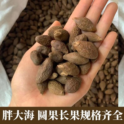 胖大海 量多价可议 广交五湖四海朋友