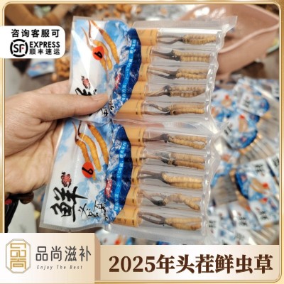 2025年新鲜冬虫夏草 高海拔非人工鲜虫草产地直供 头茬鲜虫草批发