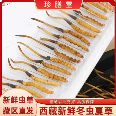 今年头茬新鲜冬虫夏草藏区直发正宗西藏那曲虫草高海拔高品质虫草