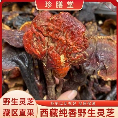西藏野生灵芝整枝白肉灵芝菌香浓郁西藏灵芝切片泡酒滋补西藏灵芝