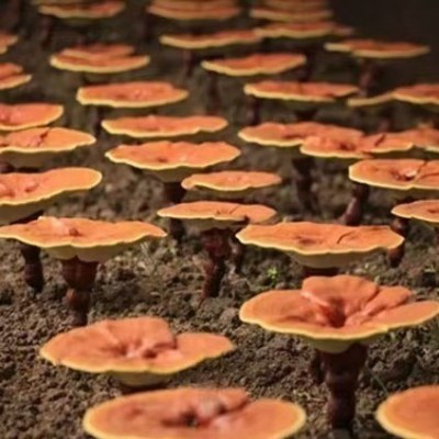 零售批发散装孢子粉产地直发袍子粉椴木灵芝粉灵芝保健黑灵芝草本