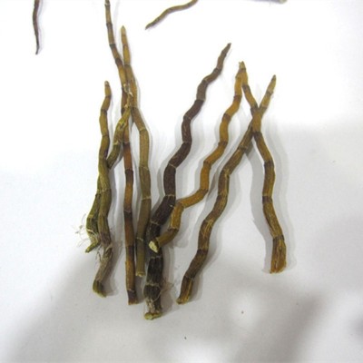 铁皮干条枫斗石斛烤条 打粉实惠价格低基地批发