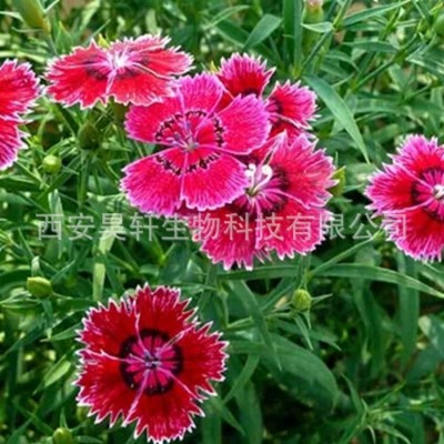 异甘草素98% 石竹提取物 98% 现货 厂家 包邮 出厂价 免费试样