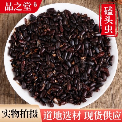 中草药材批发供应 磕头虫 磕头虫干叩头虫 冷背奇药材一站式购齐
