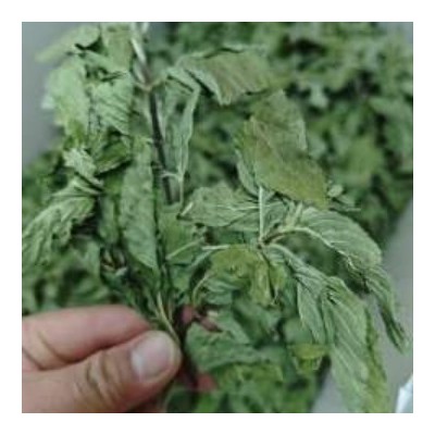 薄荷中药材薄荷全棵薄荷薄荷草中草药薄荷整棵产地货源香包香料