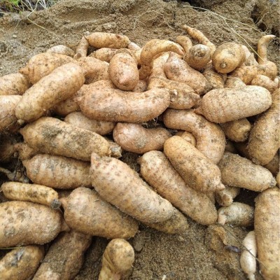 新鲜天麻深山湖北罗田九资河天麻新鲜天麻一件代发正宗新鲜天麻