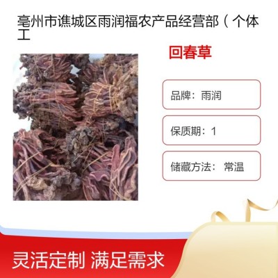 中药材回春草顶天柱精选晒干品质无硫无添加含量高批发各种药材