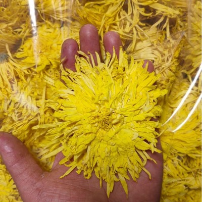 厂家批发金丝皇菊新货大朵菊花茶金丝黄菊茶叶花茶胎菊泡水非特级