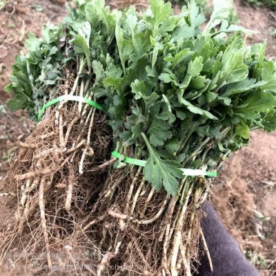 菊花种苗 药材基地直供亳菊 白菊等 公司提供技术指导