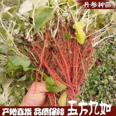 供应丹参种苗 中药材红根 赤根种植基地 源头产地出售 喜阳地栽