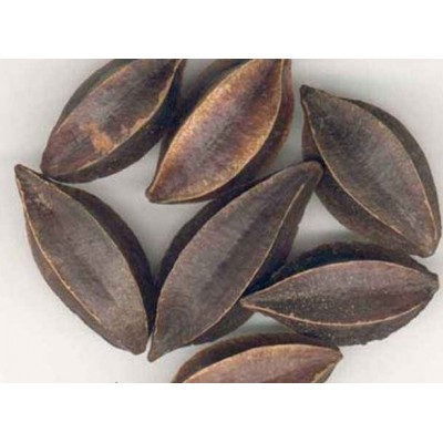 中药材使君子亳州批发