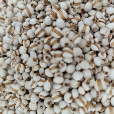 厂家批发薏苡仁500g大颗粒大米薏仁贵州产地散装中药材批发