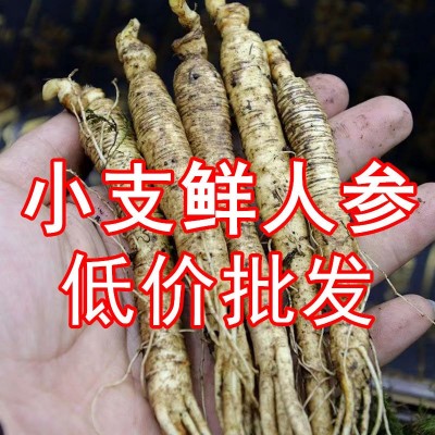 【全店低价】长白山直销带土人参东北特产小鲜人参低价批发1元小