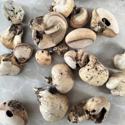 产地供应中药材 须元果 含量高效果好 一斤发货