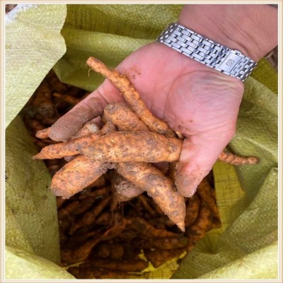 精选地黄根 生地栽子 江正中药材厂家供应 大量现货直发