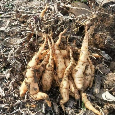 大量供货 地黄种子 生地栽子基地散装发货 江正中药材