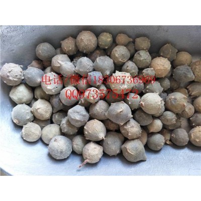 中药材没食子供应