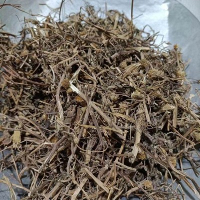 天文草今日价格 天文草批发