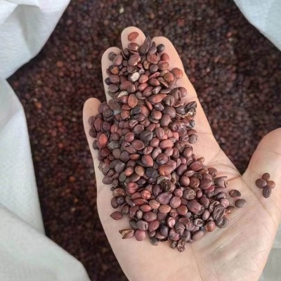 中药材批发价格酸枣仁