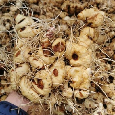 供应天然兔竹图片 正宗垂珠 鸡头参产地批发直售