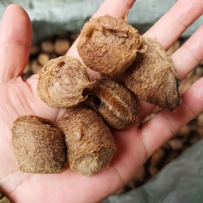 批发中药材熟桑螵蛸新货无硫桑螵蛸多规格薰桑螵蛸量大价优