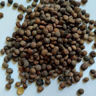 优质原色蕤仁 原药材晒干 初级农产品 全国售 药材地道